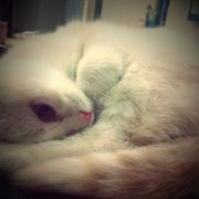穿靴子的猫TT