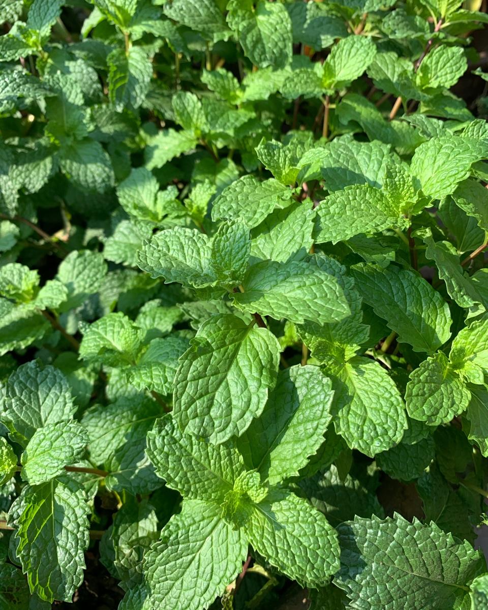 薄荷种植手册，如何把你的薄荷养到爆盆