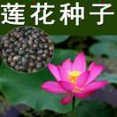 安康莲花盛世