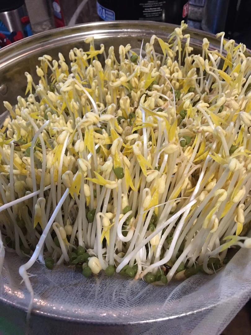 宅家无聊了，一起来发豆芽吧