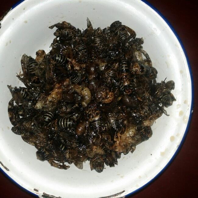 知了         简单的油炸知了,入秋时候,晚上去山里抓的天然幼虫知了