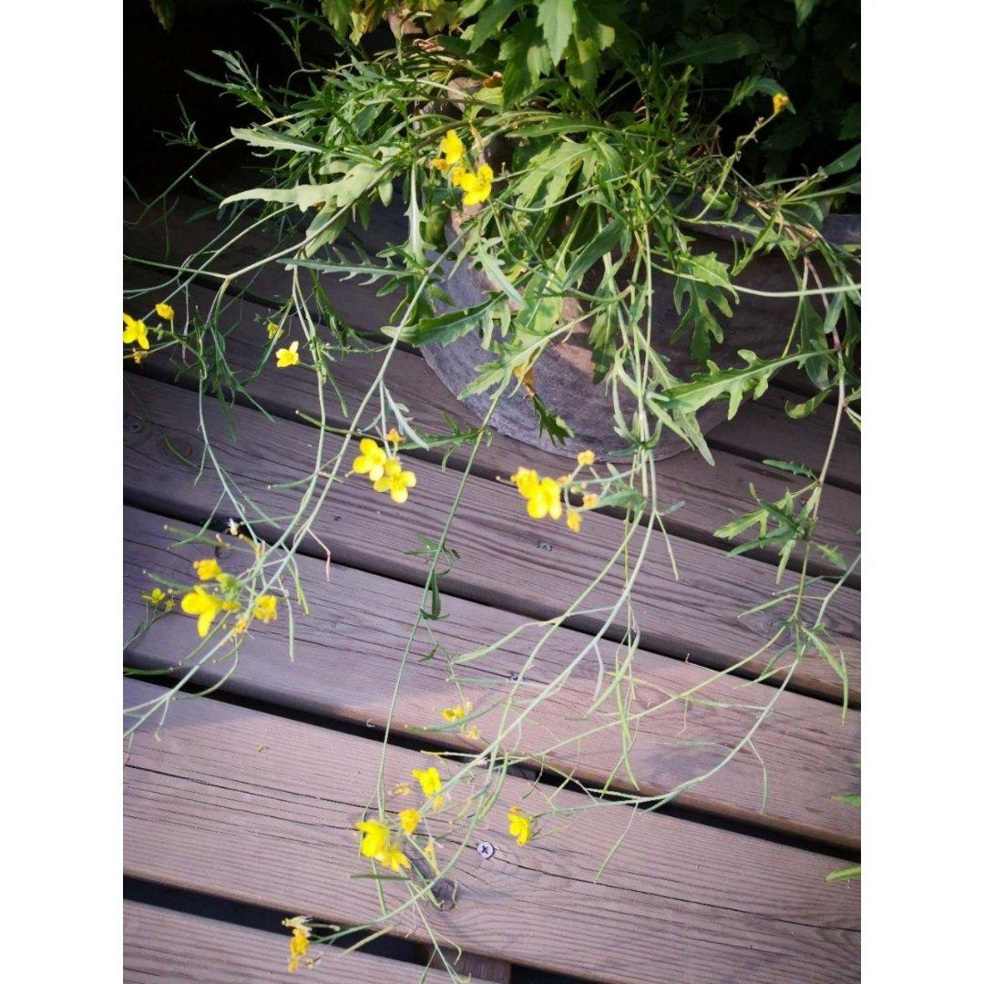 种植呀
