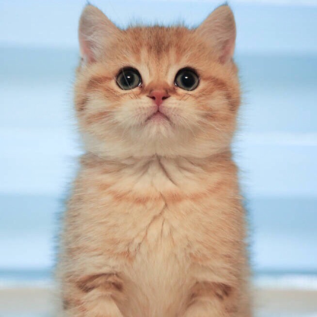 胖飞猪
