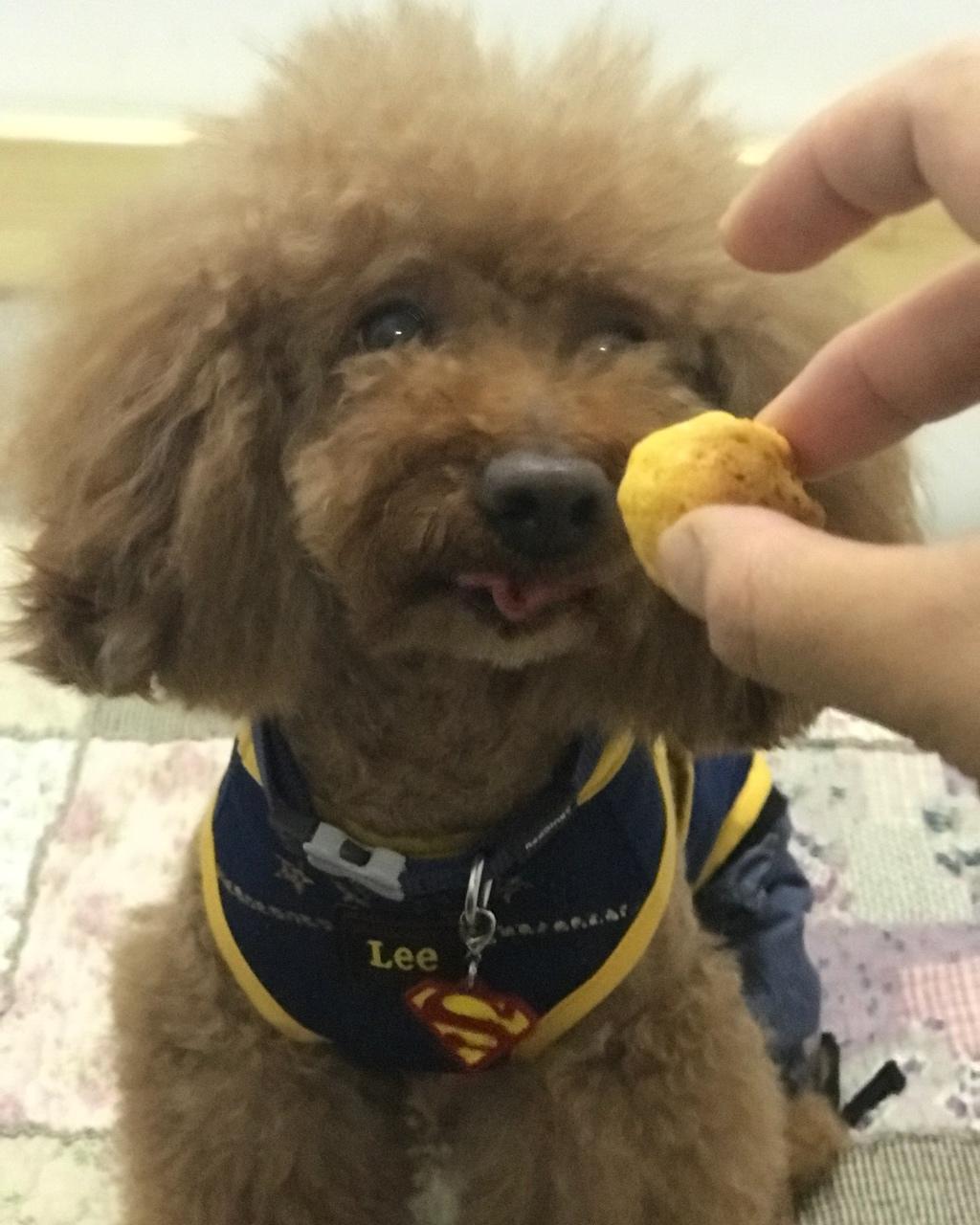 狗狗奖励零食---胡萝卜肉球