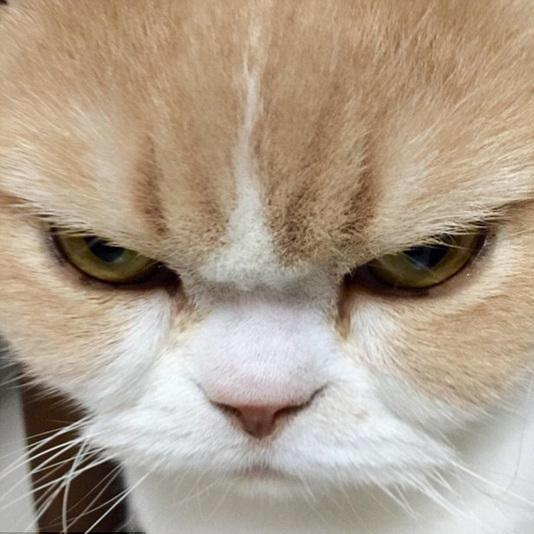 南苑鬼猫的厨房