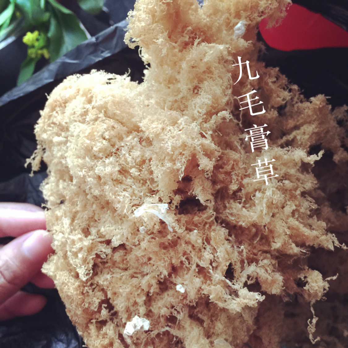 九毛膏(学名海石花）