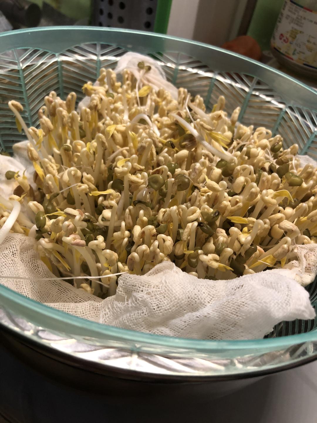 简单自制豆芽的做法