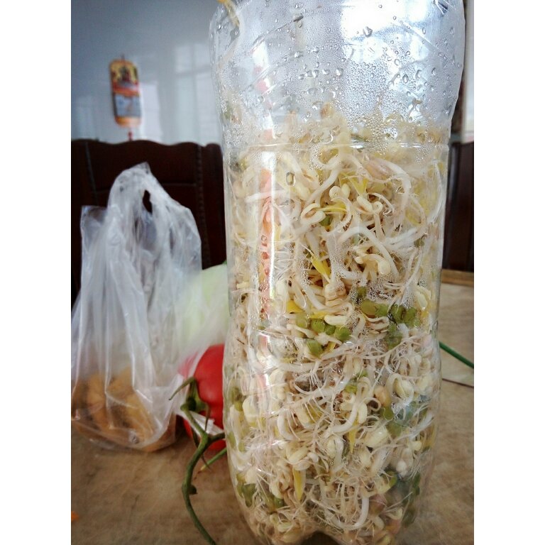 自发豆芽（可乐瓶发豆芽0失败！）