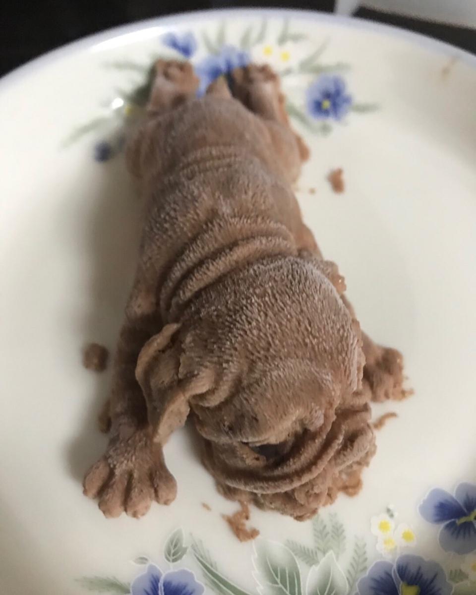 网红慕斯狗（琴姐）