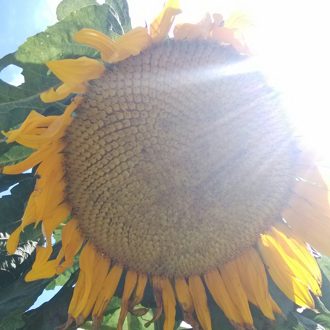 芯May
