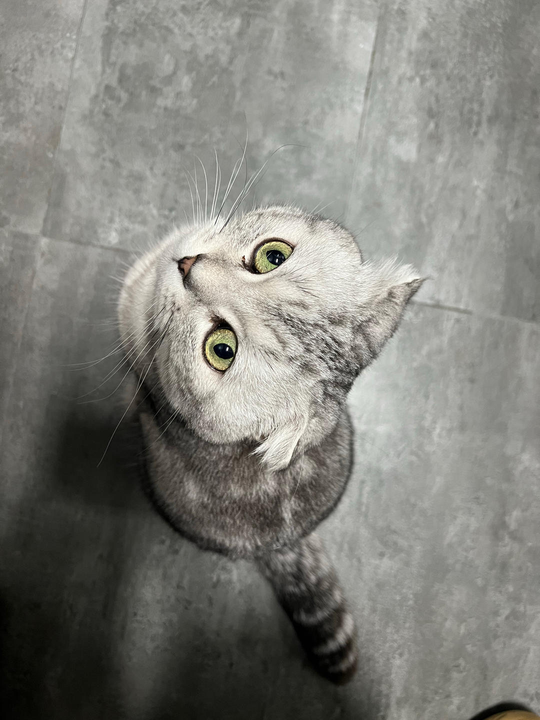茄子橙