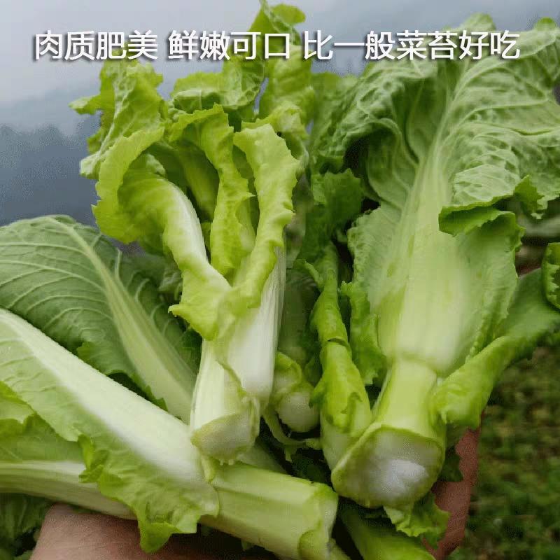 露天老品种有机白菜苔