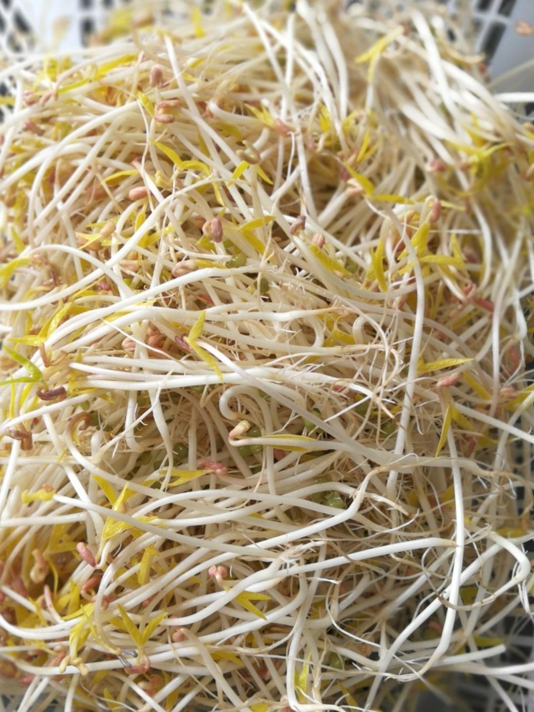 自制绿豆芽