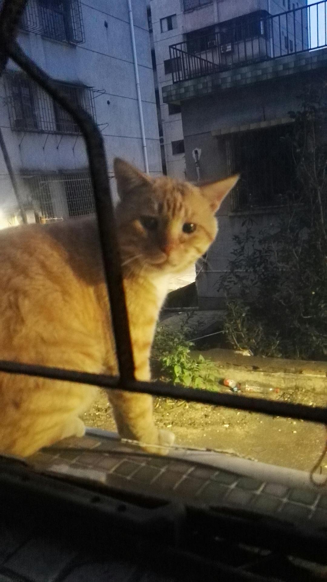 也许是最后一次更新