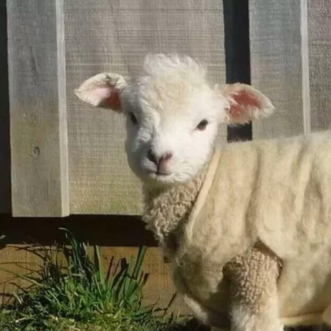 国际友人王德发