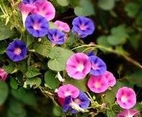 牵牛花2017