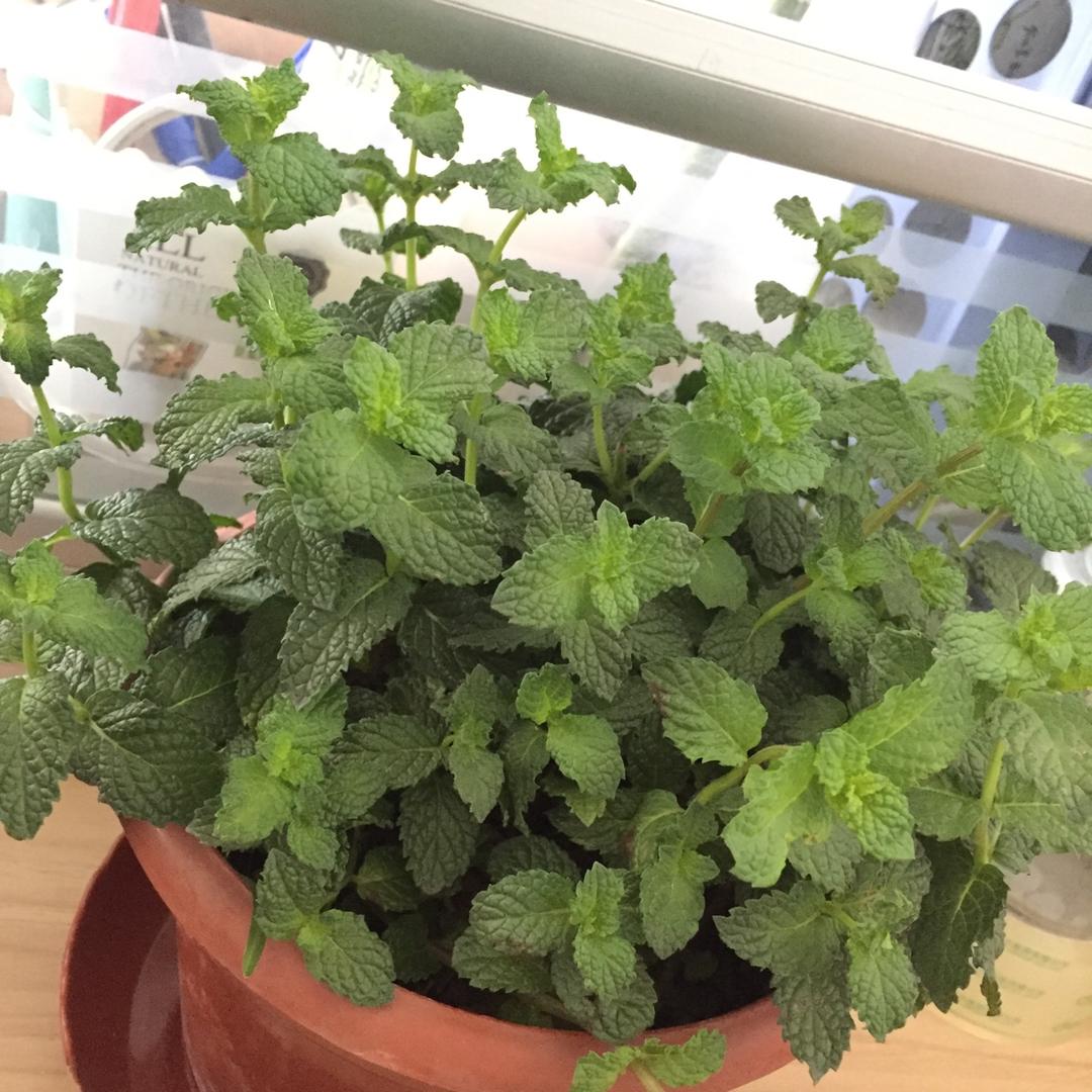 薄荷种植手册，如何把你的薄荷养到爆盆