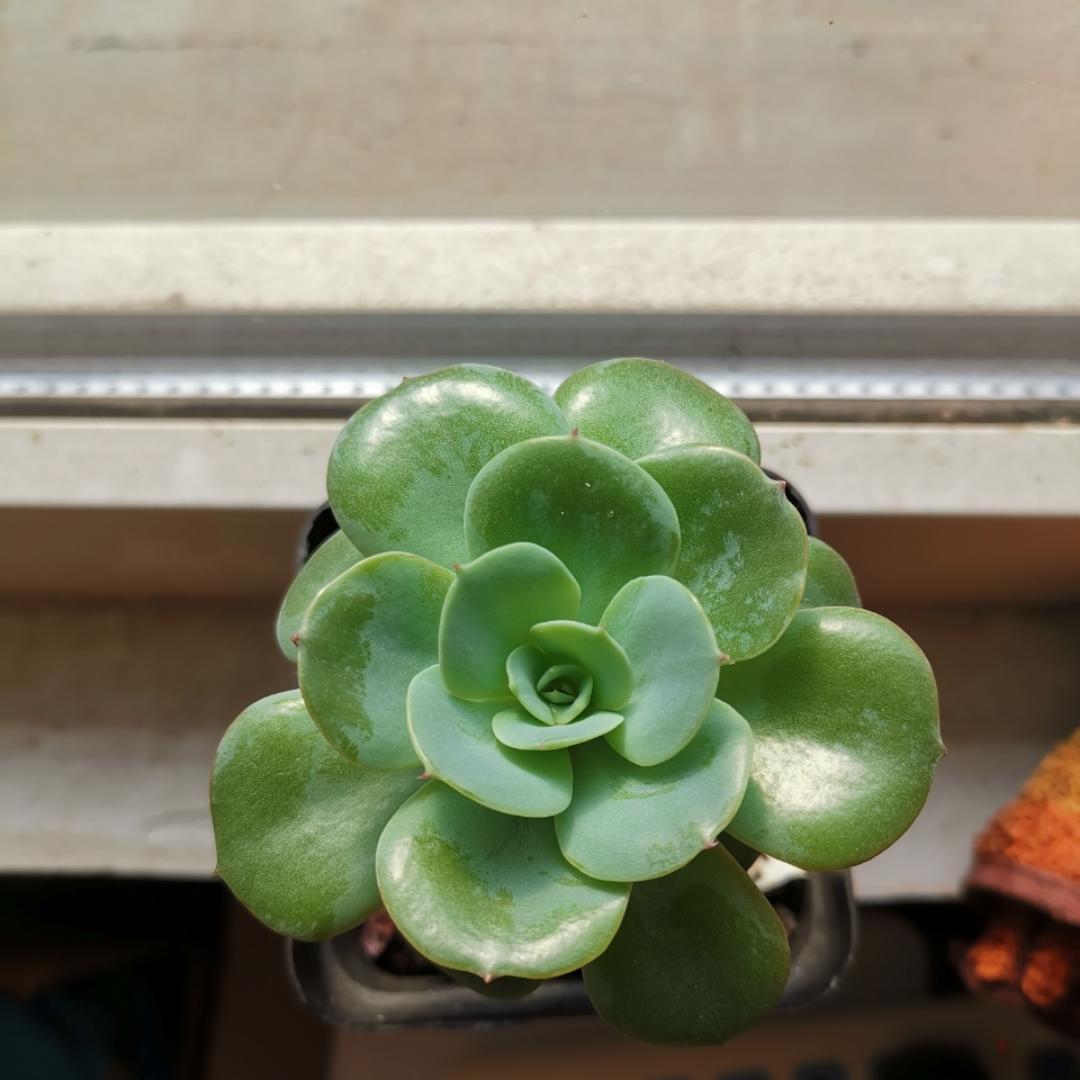 不爱笑就吃吧