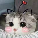 Black丶cat