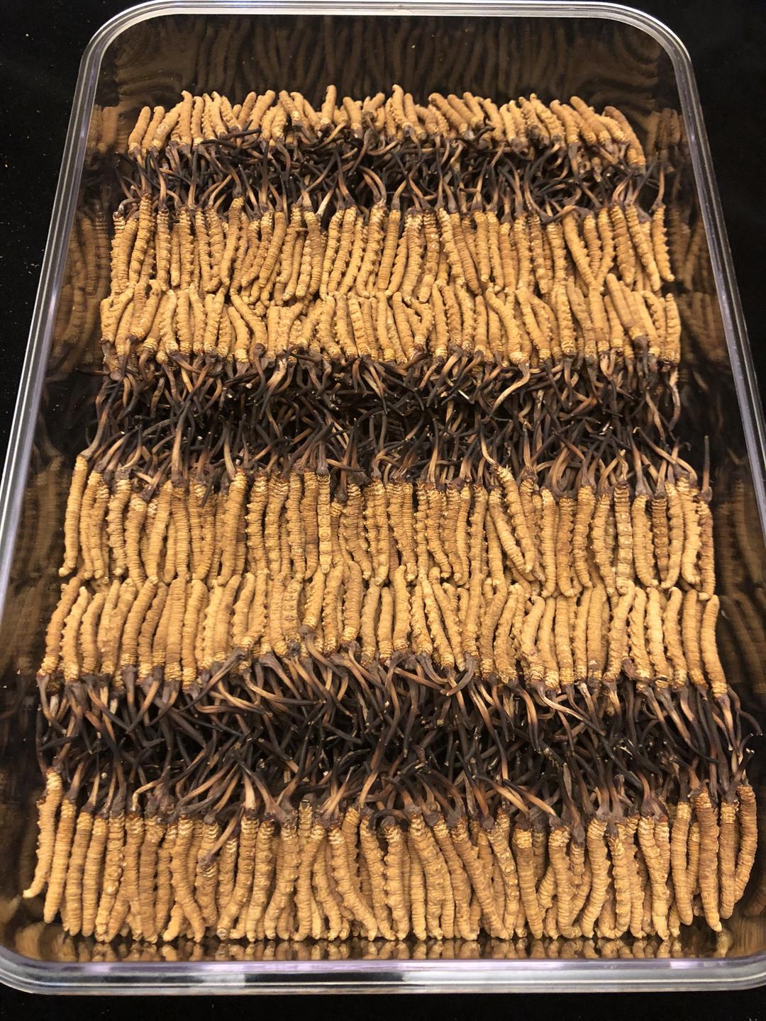 冬虫夏草食谱集