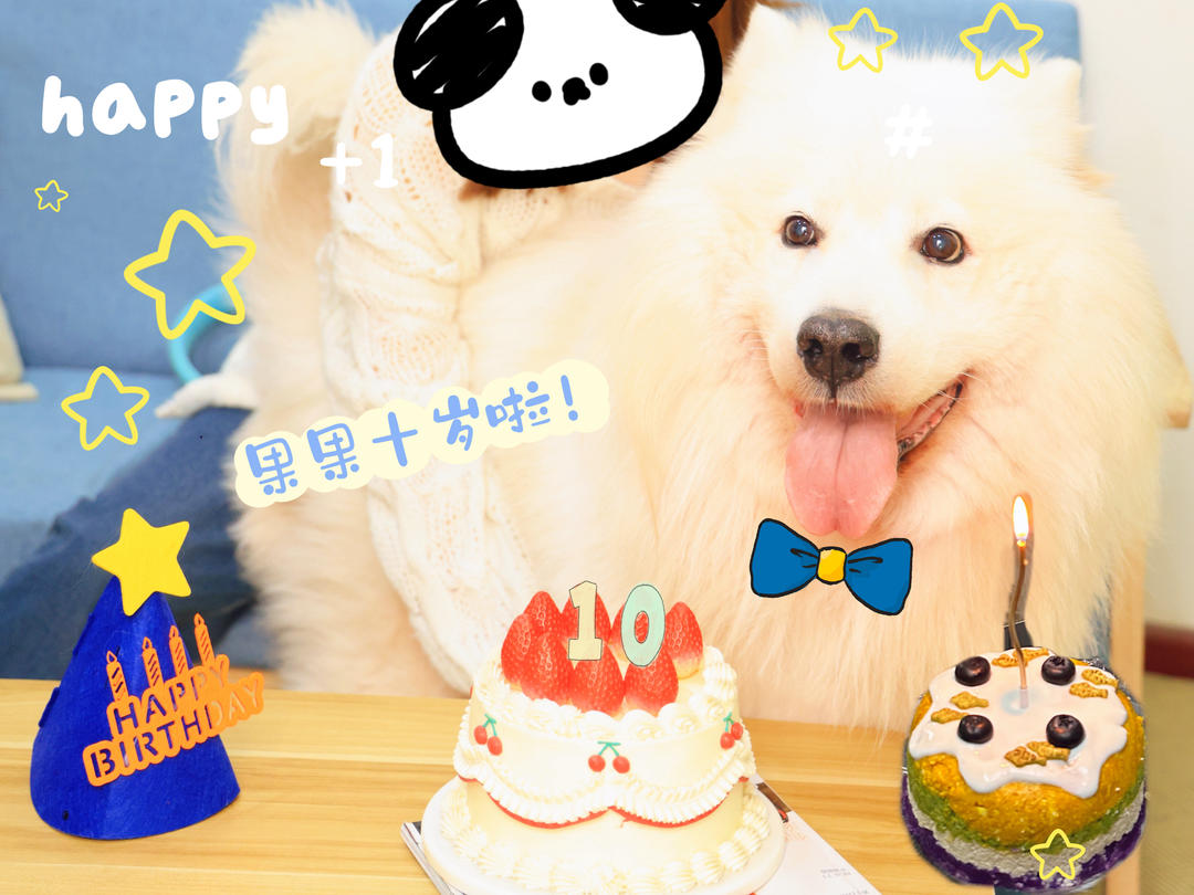 完全无添加的狗狗（宠物）生日蛋糕