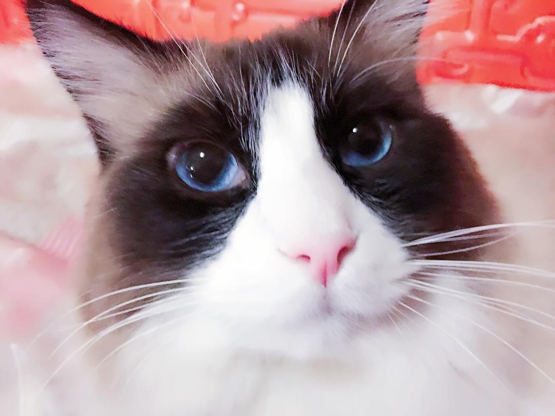 大器藏锋