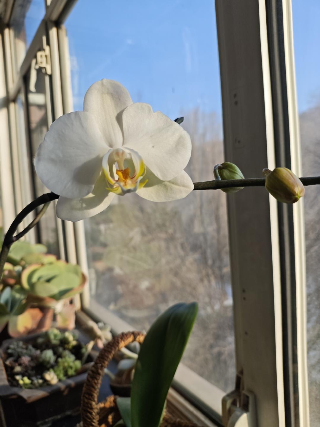 红糖少油戚风蛋糕