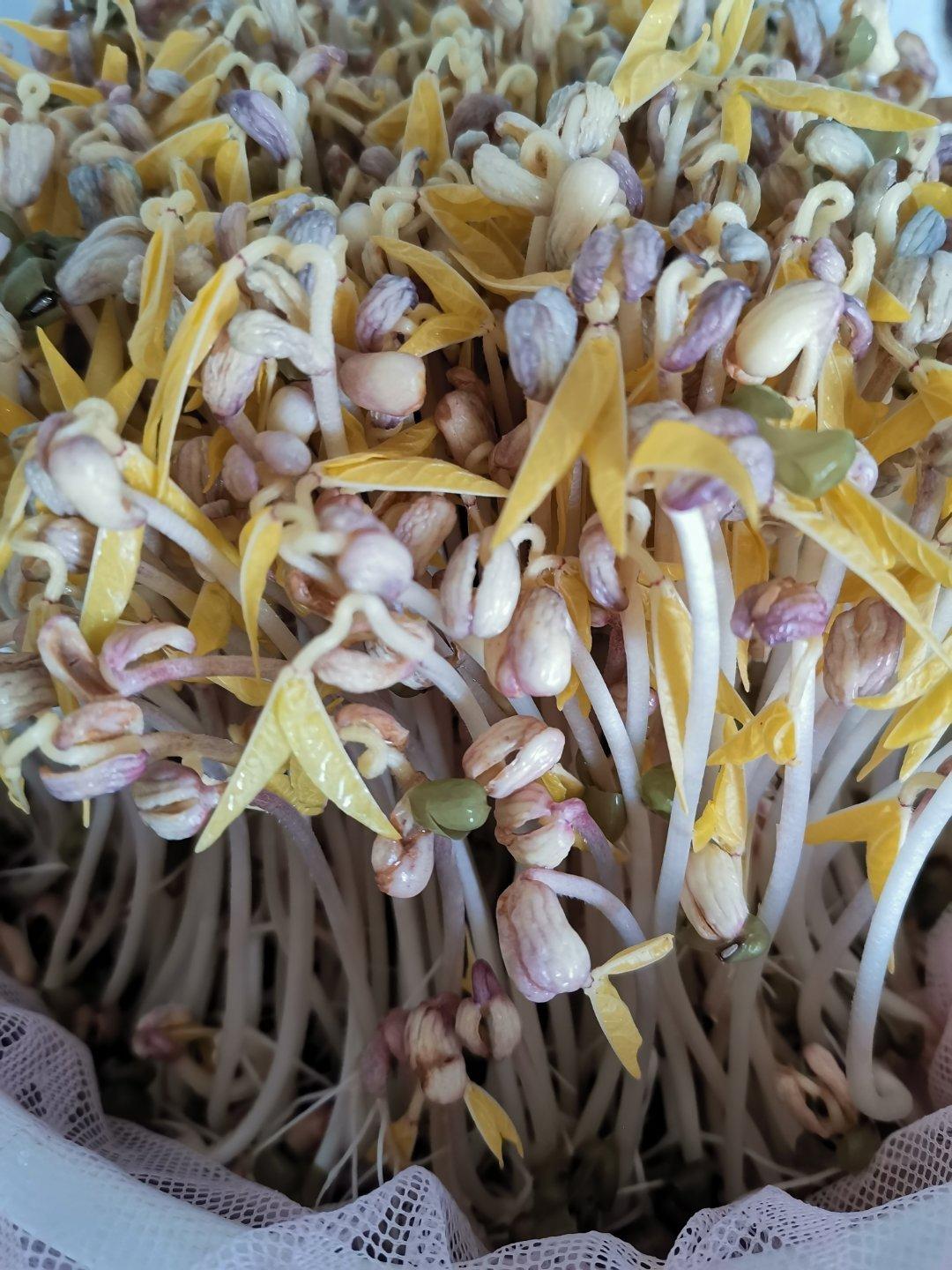 沥水篮发豆芽