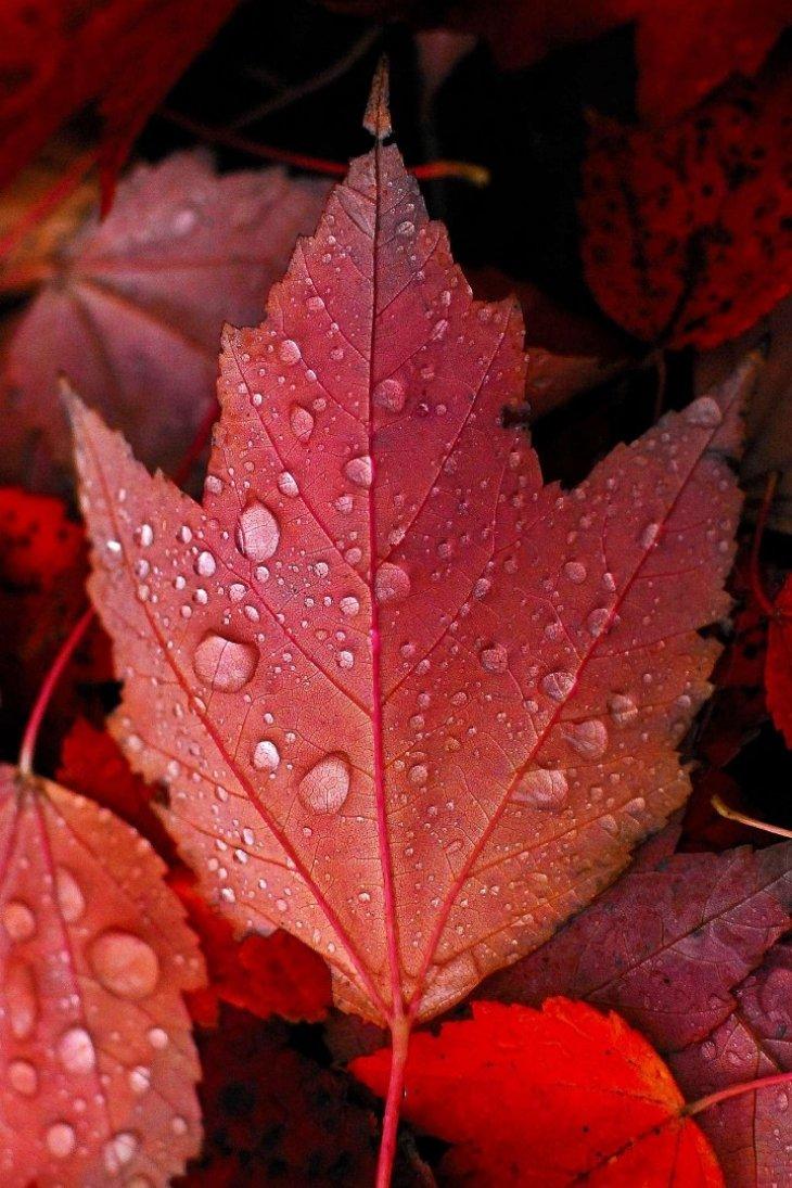 芝麻花生牛轧糖