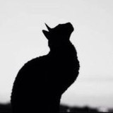 猫扒12542