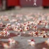 软红绿