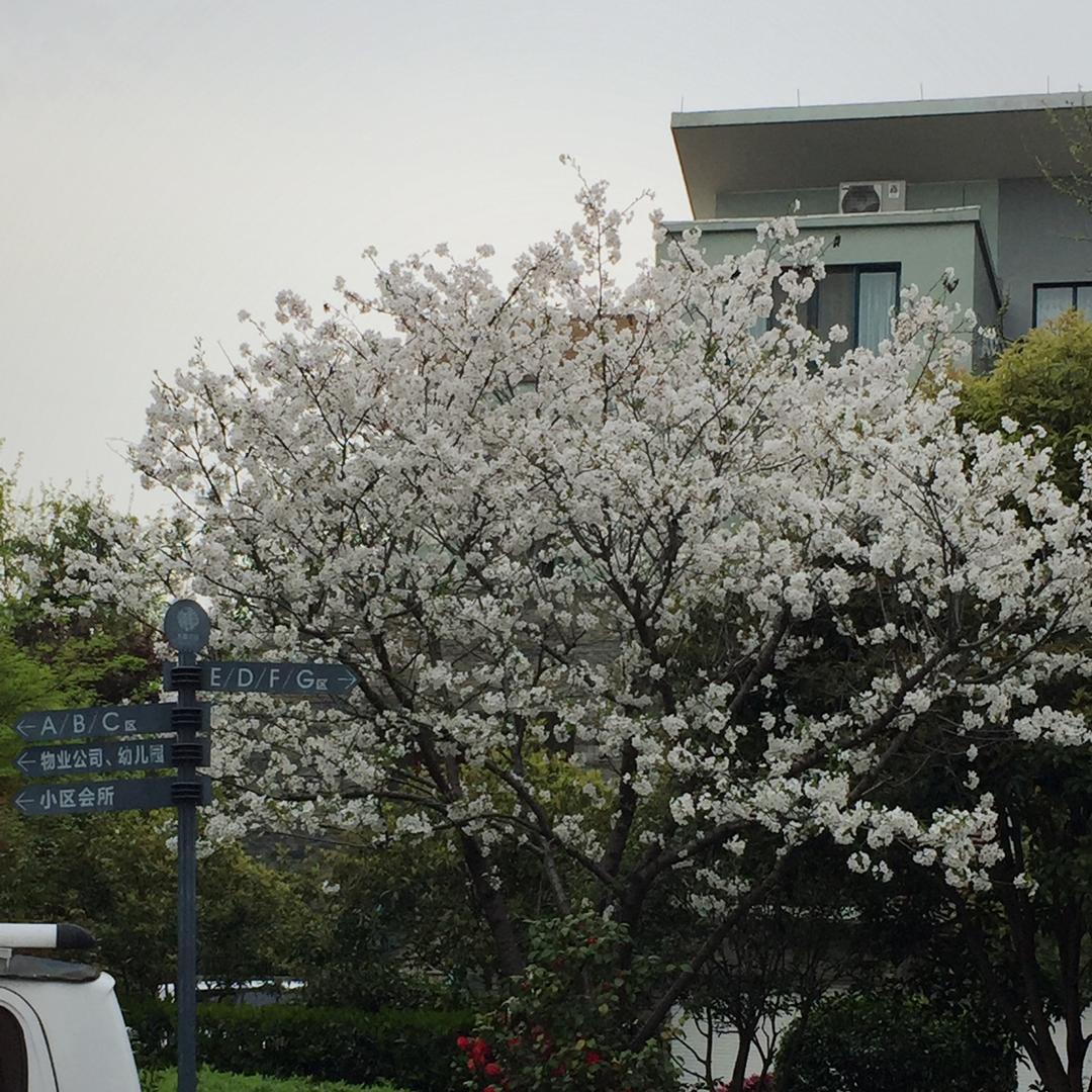 莓莓Q小芊