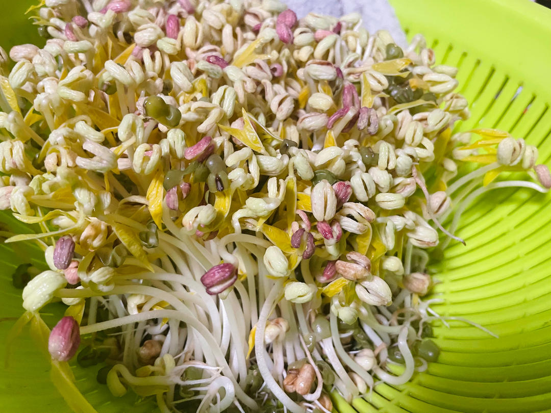 自发绿豆芽/自生豆芽/自制豆芽