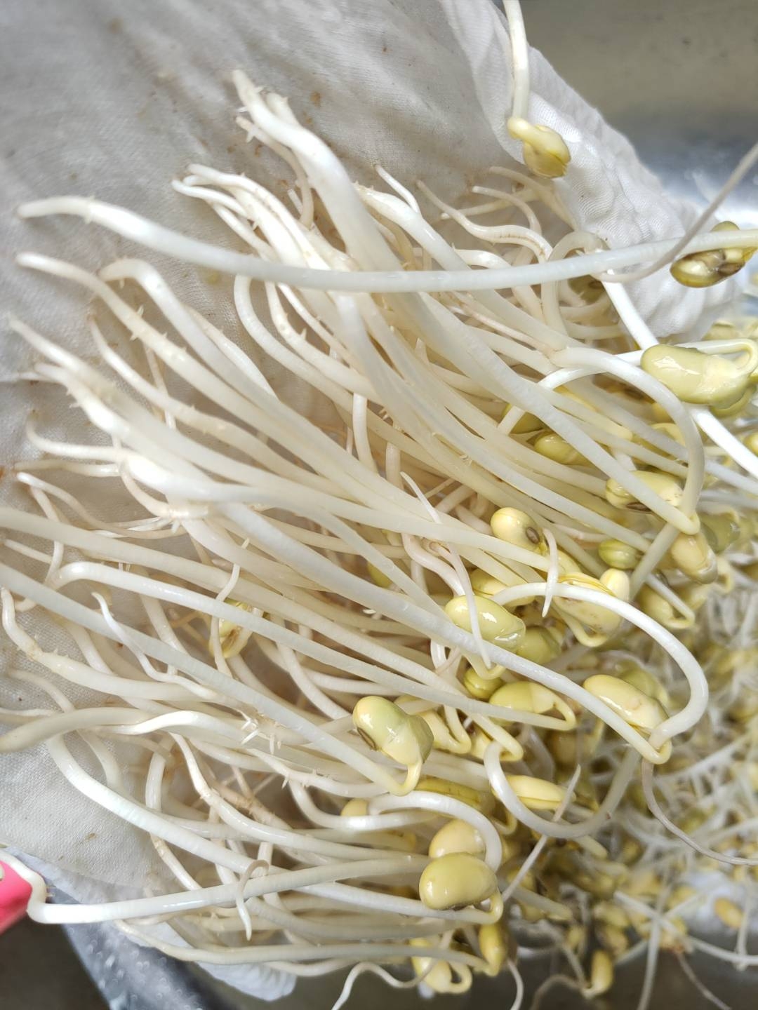 自发黄豆芽的做法 步骤2