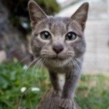 拖只胖纸去旅行