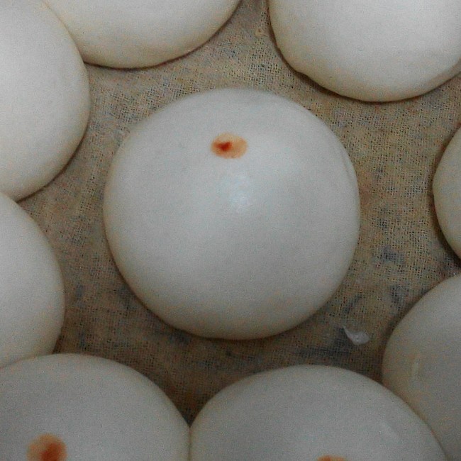 馒头成形记（图文完全版）