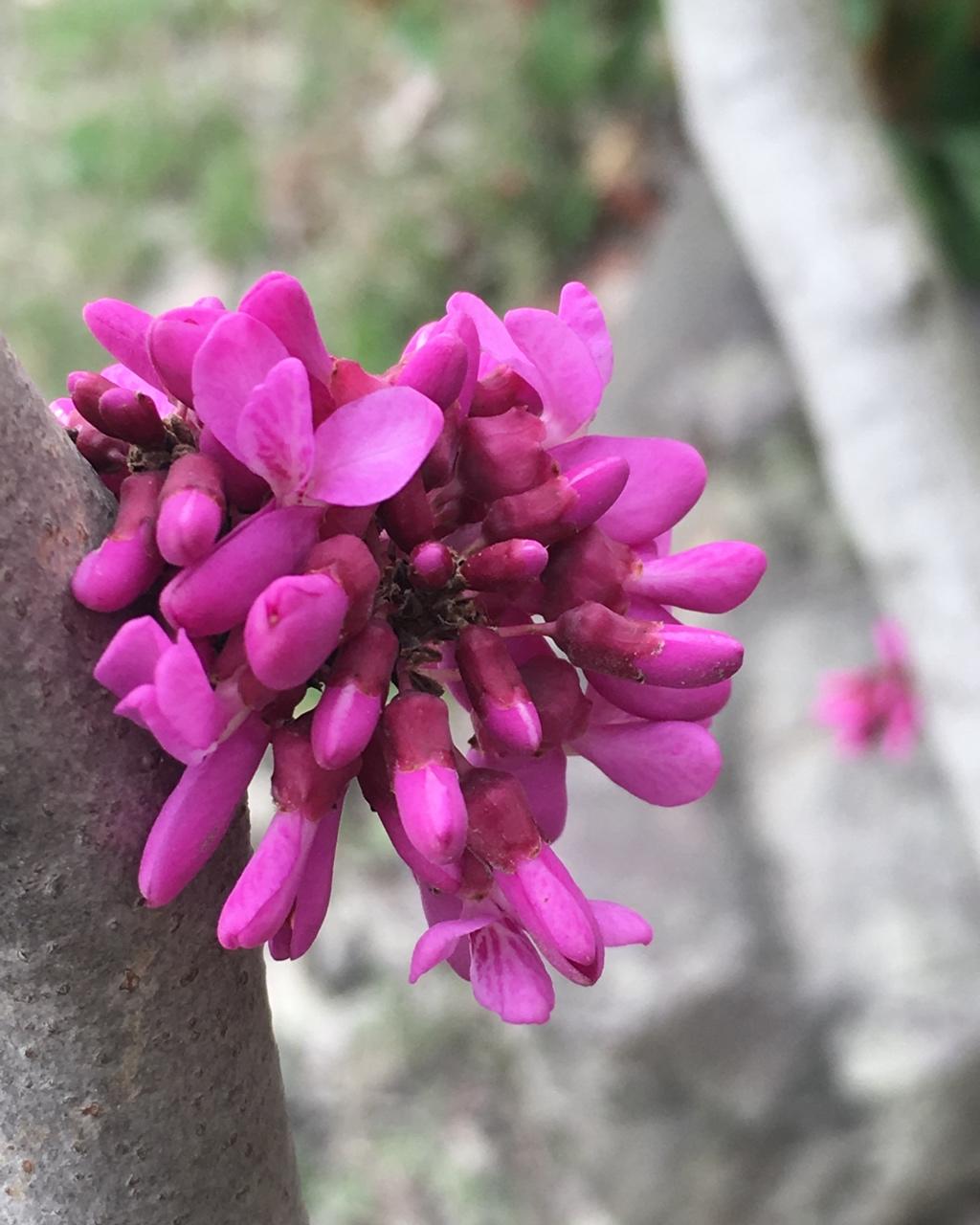 芳华