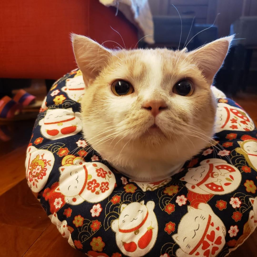 張弟弟
