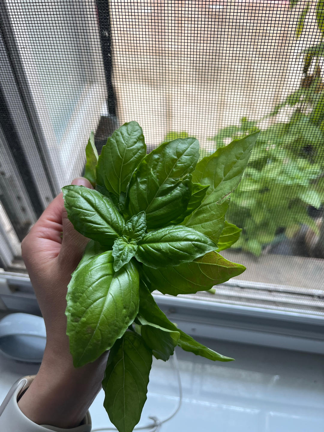 自制新鲜Pesto 传统罗勒松仁青酱意面酱