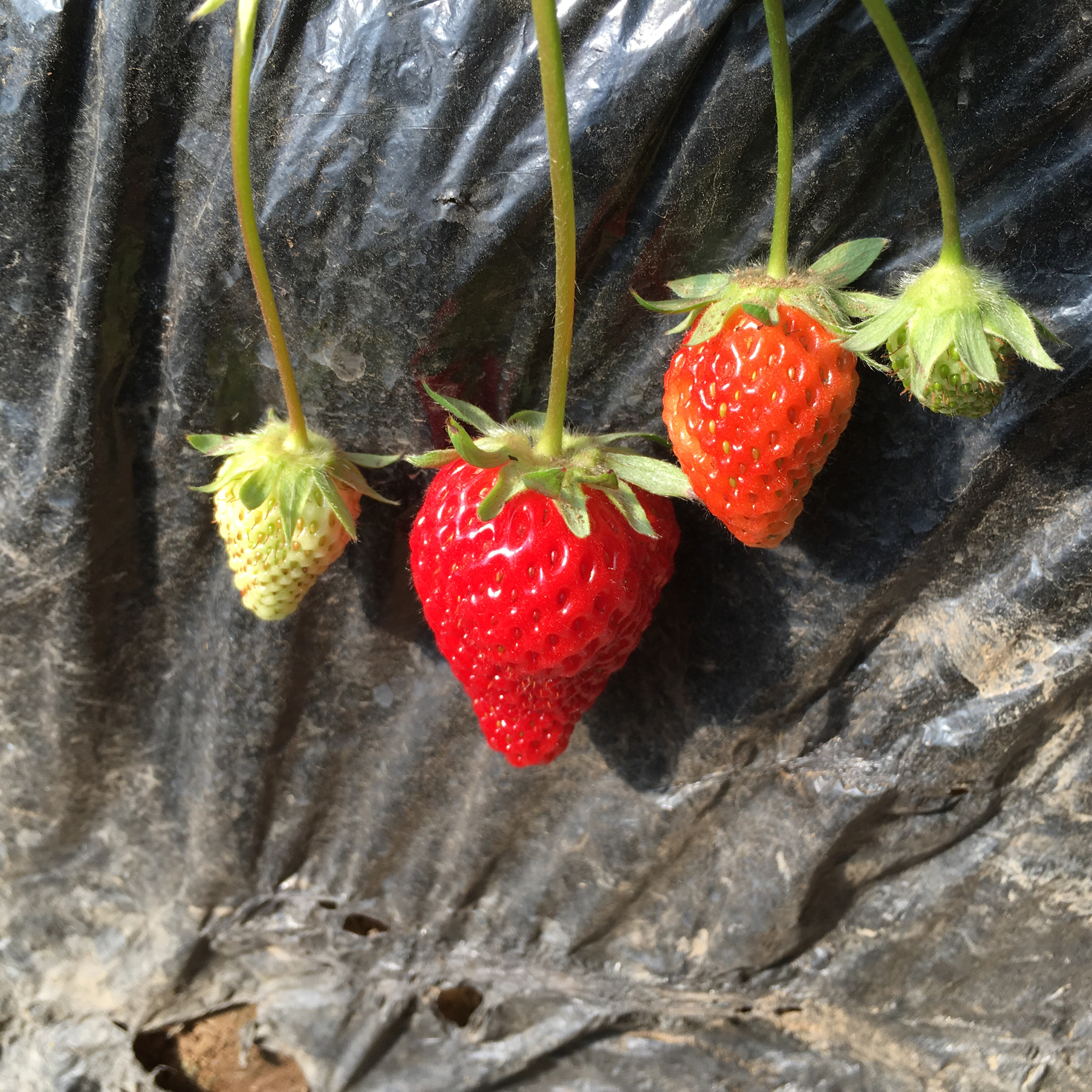 下厨房新年大趴颁奖 2015 XCF Awards