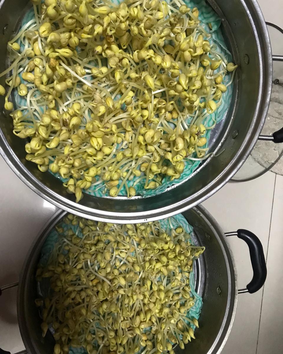 生绿豆芽的方法  有粗又脆