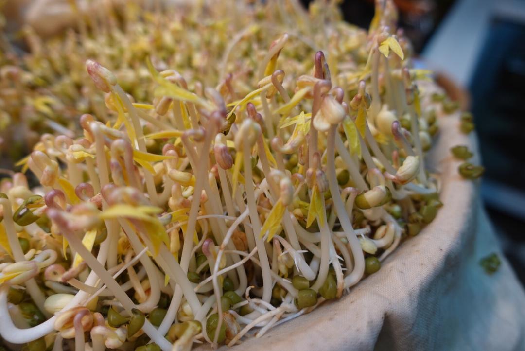 家庭自发绿豆芽的做法