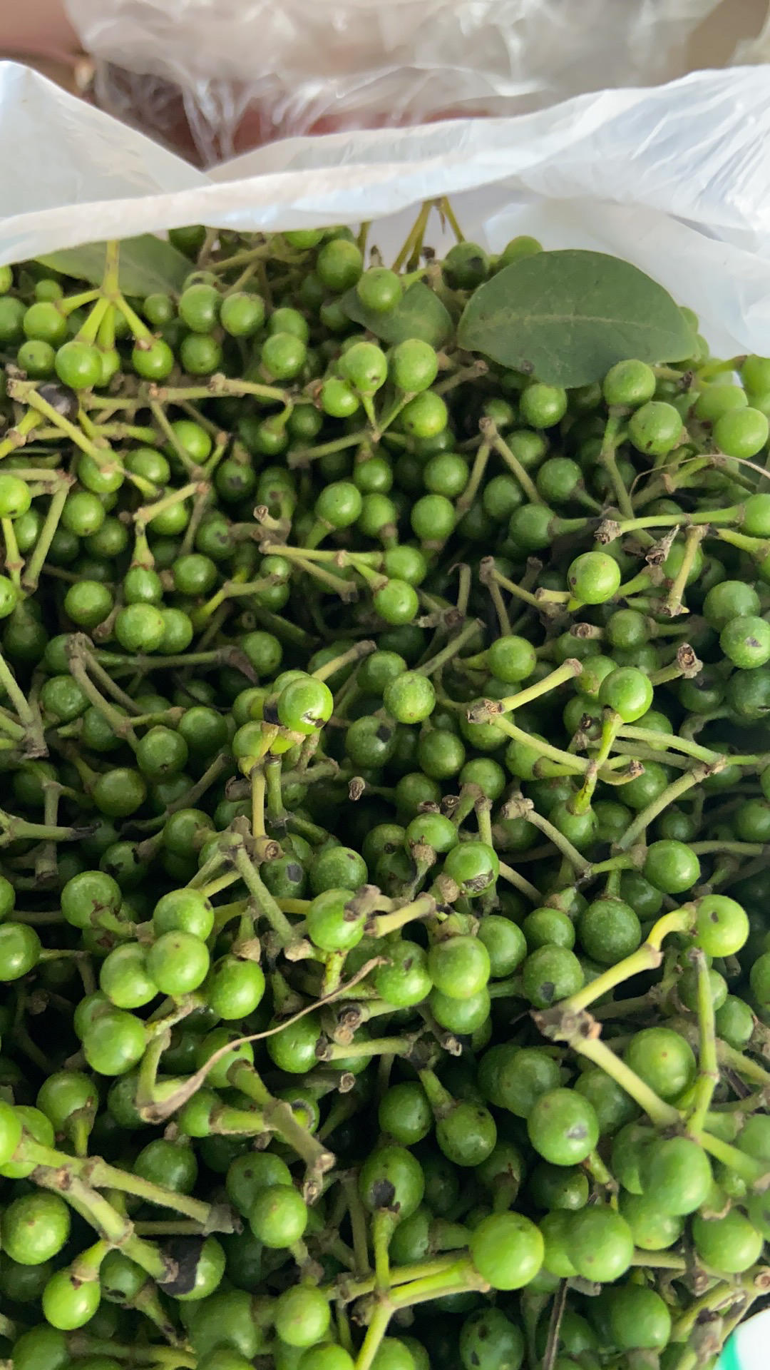 自制木姜子油（山胡椒）