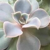 袅袅飞扬的厨房