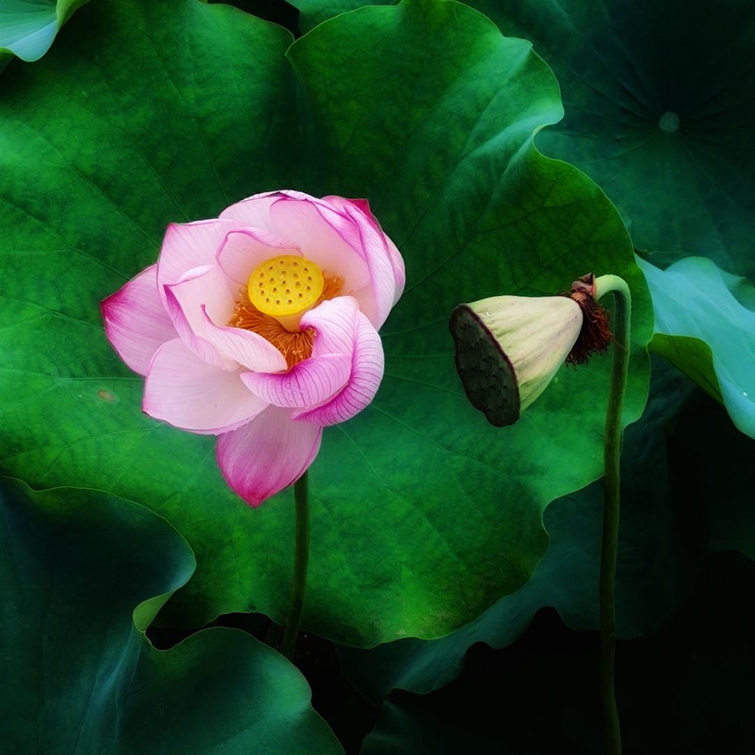 新派学习小厨jmrh