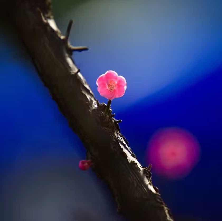 烘培小燕