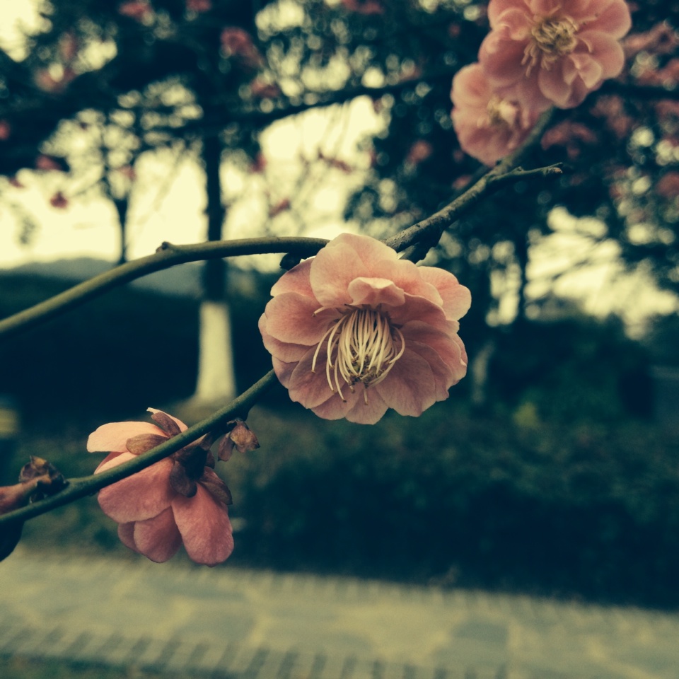 杨公堤西湖边