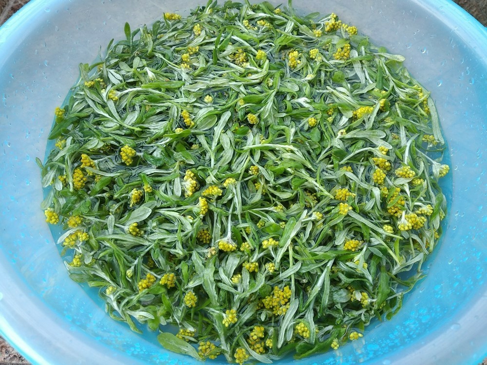 [地方小吃]清明粿系列一：鼠曲草和艾草的处理和保存