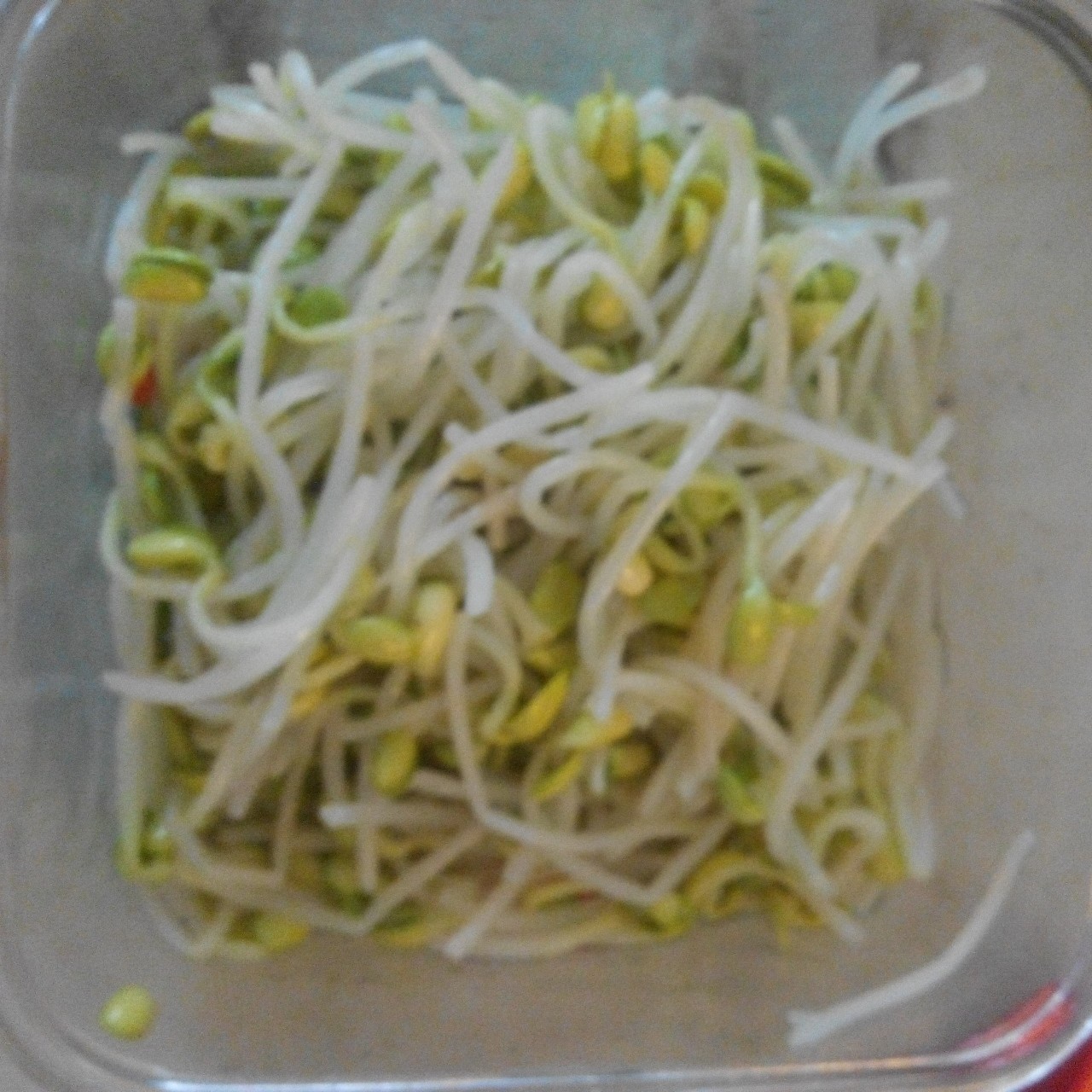 凉拌豆芽