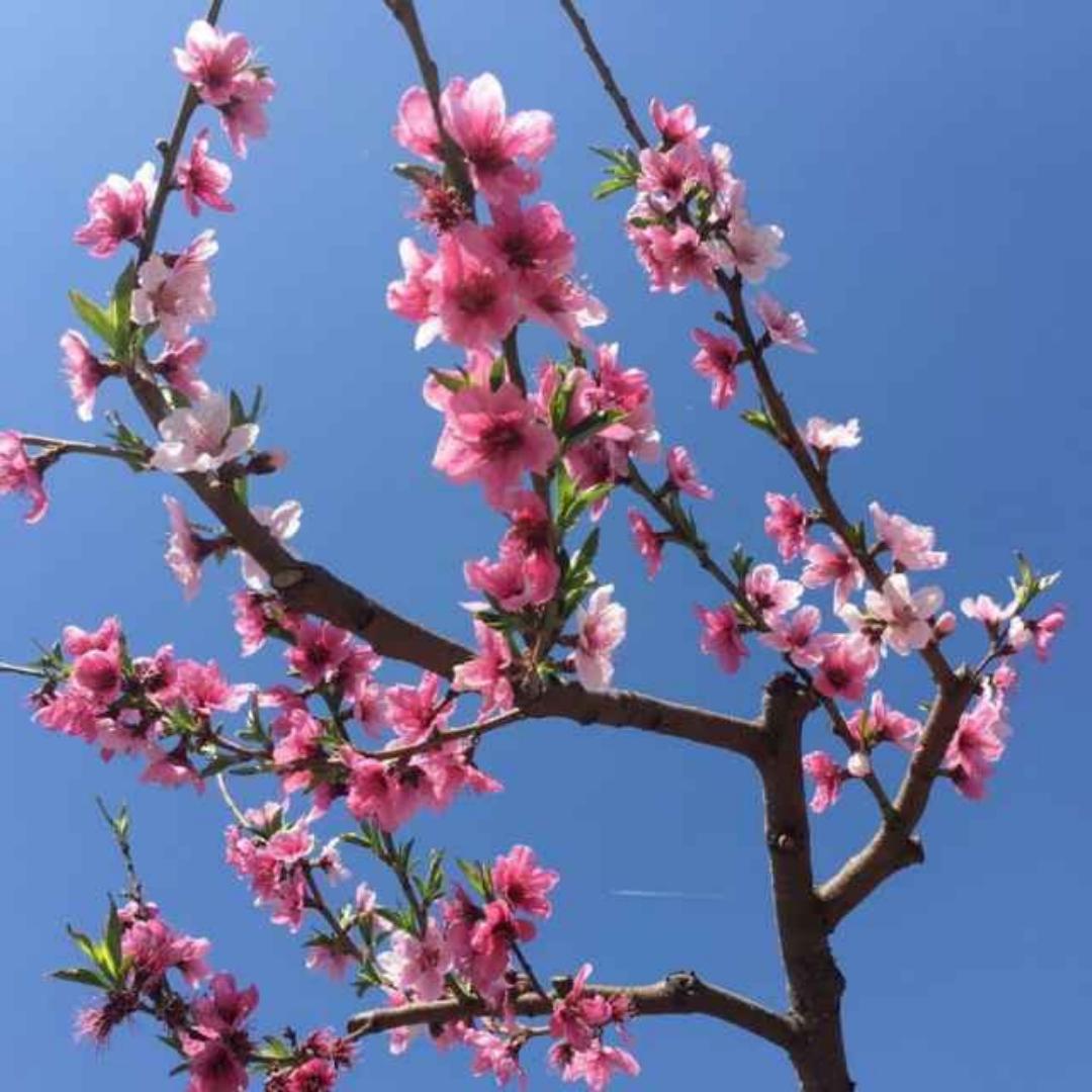 胡陈桃花的厨房